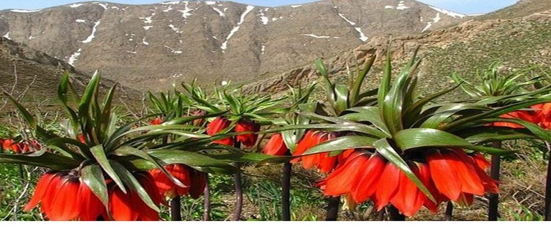 FritillarIia imperialis in Zagros of Iran